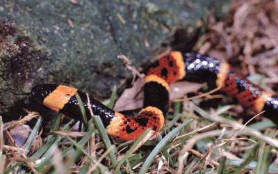 Venomous Snakes in Georgia and South Carolina: Identification and First Aid